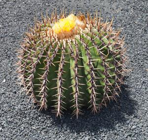 Echinocactus platyacanthus