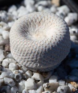 Epithelantha bokei