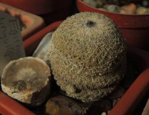 utils/thumbs/Cactaceae/Epithelantha_UbJiHuWxWgp5GYGvUtQVtU.jpg