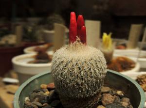 Epithelantha micromeris