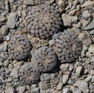 Mammillaria sanchez-mejoradae