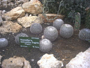 Mammillaria meiacantha
