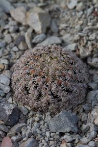 Mammillaria hernandezii