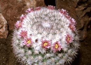 utils/thumbs/Cactaceae/Mammillaria_ZtEB7iwo5NvPtaSSFLgtPb.jpg