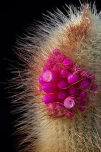 Micranthocereus streckeri
