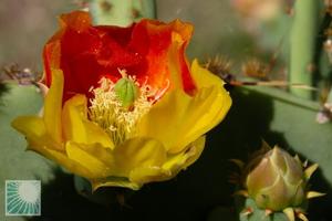 Opuntia alta