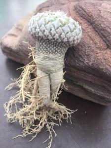 Pelecyphora strobiliformis