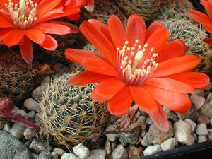 Rebutia pygmaea