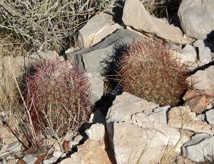 Sclerocactus johnsonii