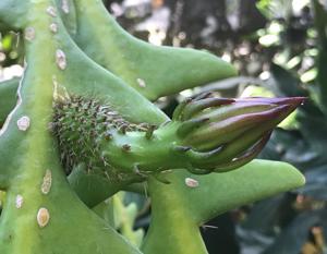 Selenicereus anthonyanus