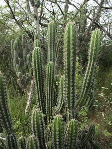 utils/thumbs/Cactaceae/Stenocereus_GTUayPAmEbywXdz5YJM83F.jpg