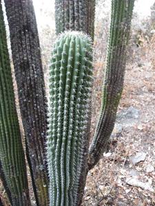 Stenocereus treleasei