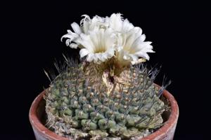 Strombocactus disciformis