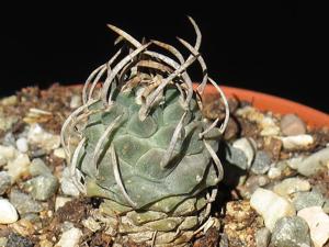Turbinicarpus schmiedickeanus subsp. schwarzii