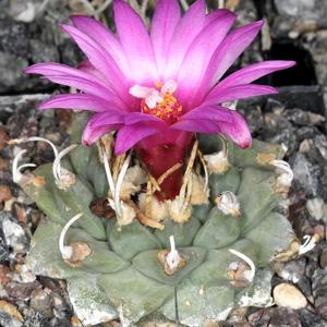 utils/thumbs/Cactaceae/Turbinicarpus_DQBJGTCKaQZLHjCQGZNrF4.JPG