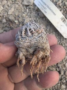 Turbinicarpus schmiedickeanus subsp. klinkerianus