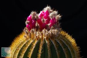 Uebelmannia pectinifera var. eriocactoides