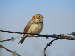 Calcarius lapponicus