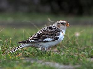Plectrophenax nivalis