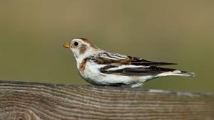 Plectrophenax nivalis
