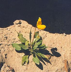 Calceolaria polyrhiza