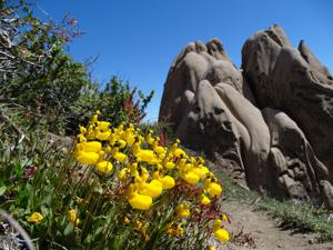 Calceolaria polyrhiza
