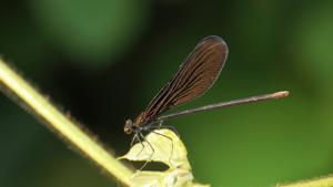 Atrocalopteryx atrata