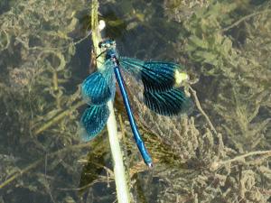 Calopteryx splendens
