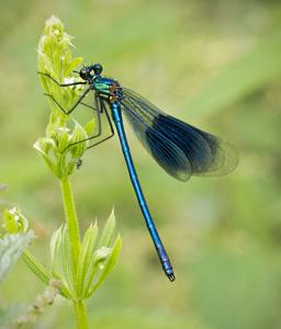 Calopteryx splendens