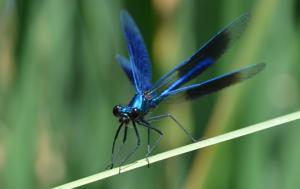 Calopteryx splendens