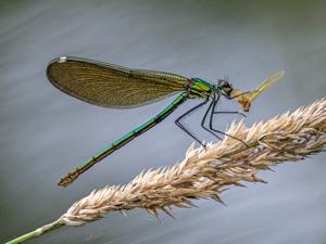 Calopteryx splendens