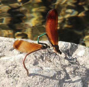 Calopteryx cornelia