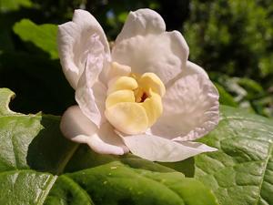 Calycanthus chinensis