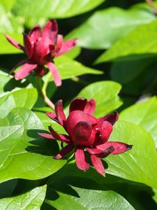 Calycanthus floridus var. glaucus