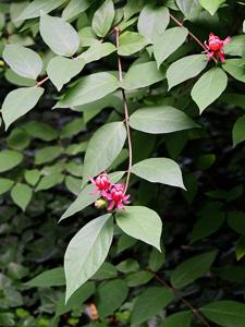 Calycanthus floridus