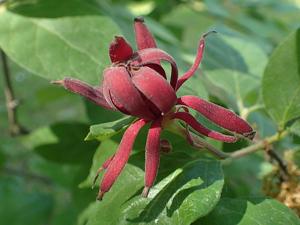 utils/thumbs/Calycanthaceae/Calycanthus_ZLSLpuRzCxNQh26SadEd5E.jpg