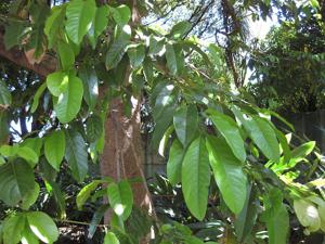 Idiospermum australiense