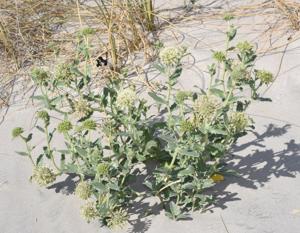 Calycera crassifolia