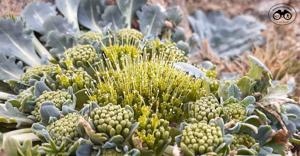 Gamocarpha scapigera