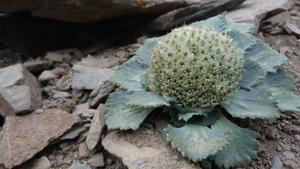 utils/thumbs/Calyceraceae/Leucocera_aMnxm2z4BwLcrebHMQx2dY.jpg