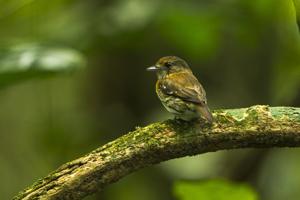 utils/thumbs/Calyptomenidae/Smithornis_dPXdq7GQYjSPTVqEEnyLbn.jpg