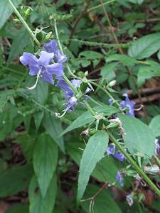 Campanula americana