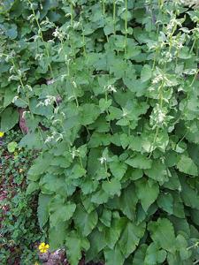 Campanula alliariifolia