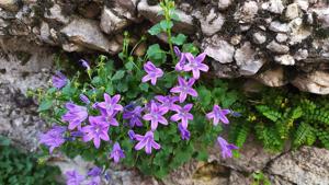 Campanula poscharskyana