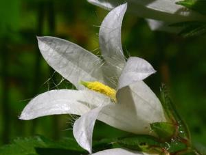 Campanula trachelium