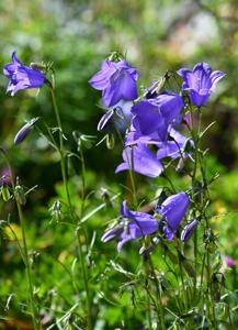 Campanula scheuchzeri