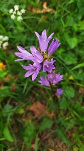 Campanula glomerata