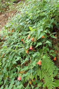 Canarina canariensis
