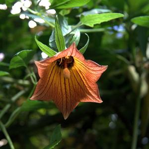 Canarina canariensis