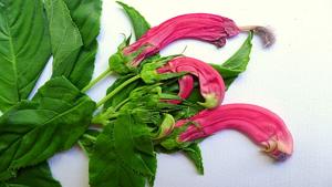 Centropogon cornutus